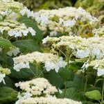 Hydrangea arborescens 'Haas' Halo'