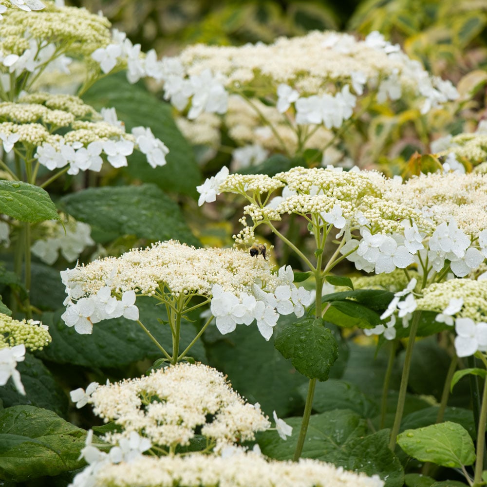 Hydrangea arborescens 'Haas' Halo'