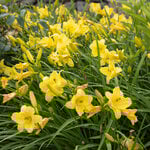  Hemerocallis (Daylily) 'Happy Returns'