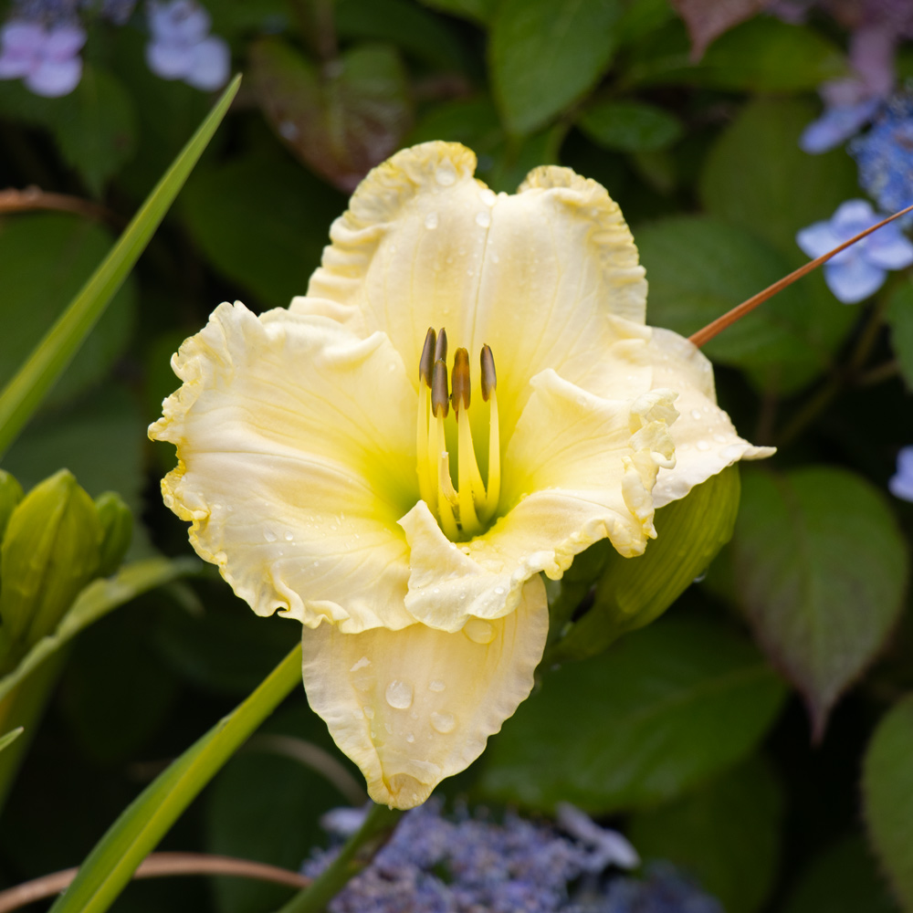 ERMOGENE MIRAGLIA（エルモジェネ　ミラジリア） Hemerocallis 'Great Aunt Imogene' | White Flower Farm