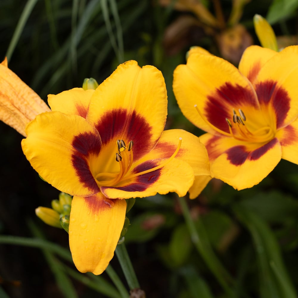 Hemerocallis (Daylily) 'Fooled Me'