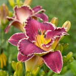  Hemerocallis 'Bettylen'