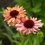  Echinacea Fresco™ 'Apricot'