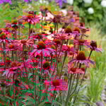  Echinacea 'Glowing Dream'
