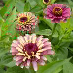  Zinnia elegans 'Queeny Red Lime'
