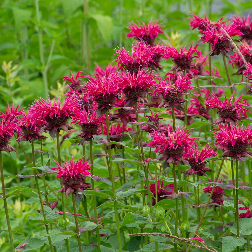 Monarda 'Raspberry Wine'