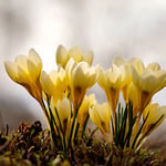  Crocus chrysanthus 'Cream Beauty'