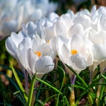  Crocus vernus 'Jeanne d'Arc'