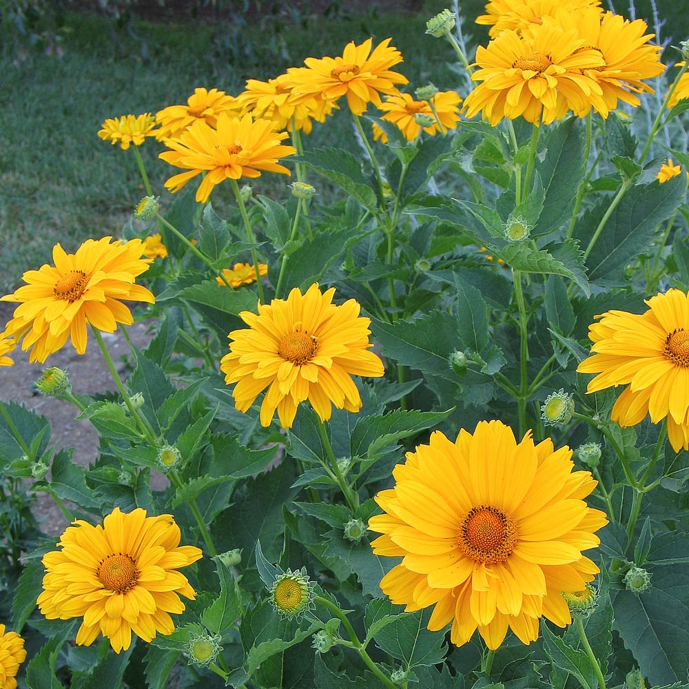 Heliopsis helianthoides var. scabra 'Venus' | White Flower Farm, image size:1000x1000