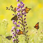  Liatris aspera