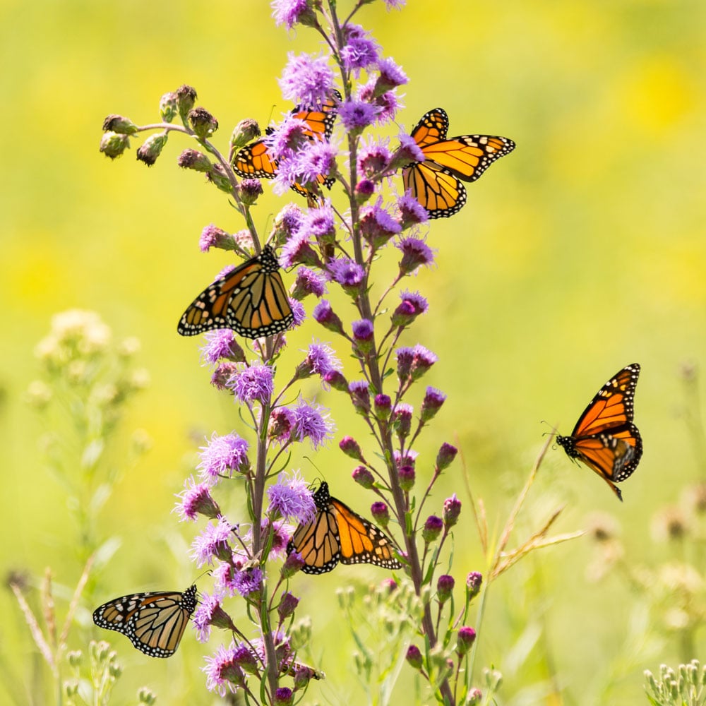 Liatris aspera
