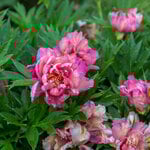 Itoh Peony 'Julia Rose' | White Flower Farm