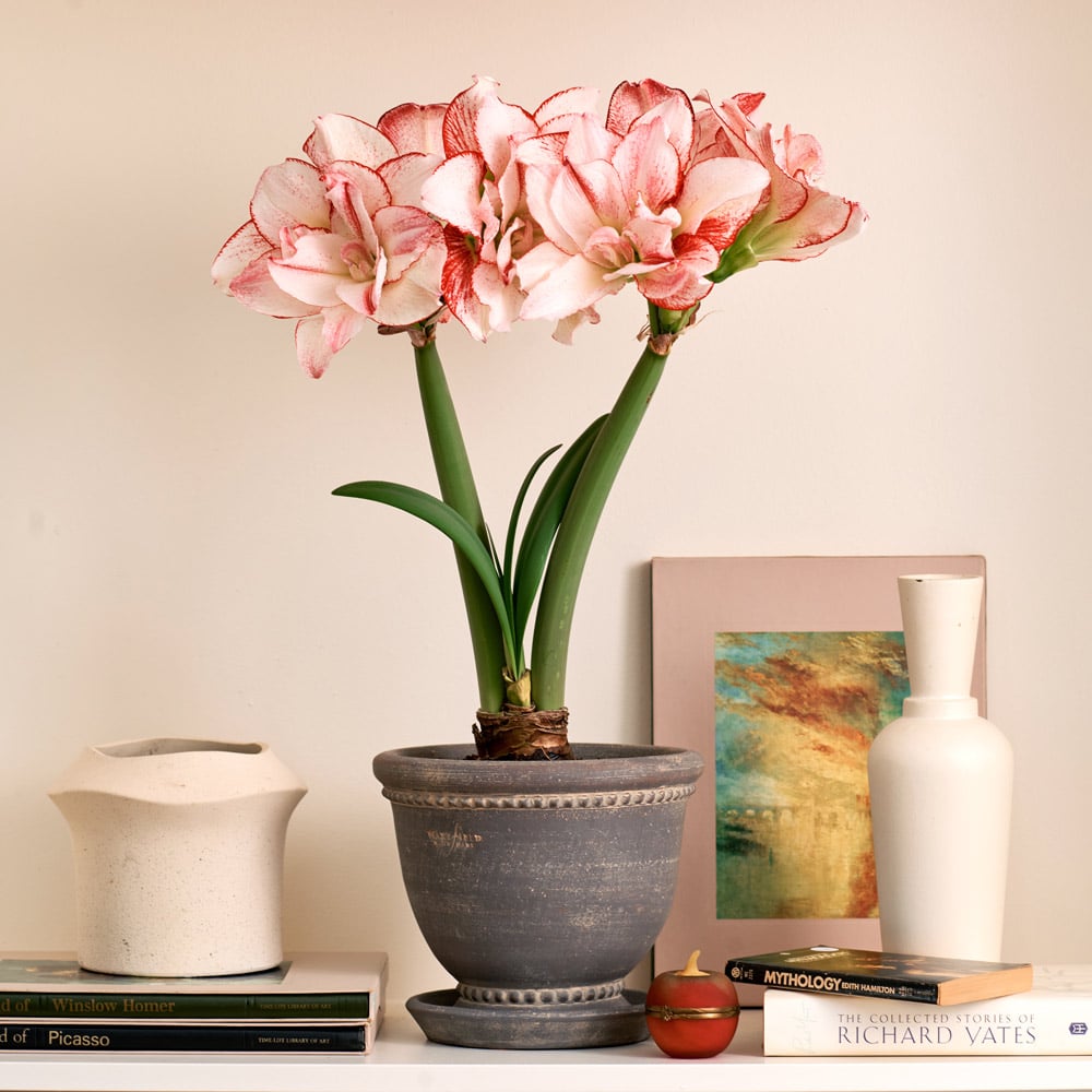 Amaryllis 'Striped Amadeus'