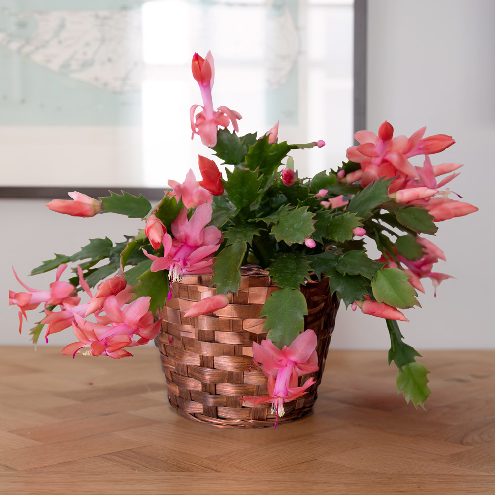 Orange Holiday Cactus in basket | White Flower Farm