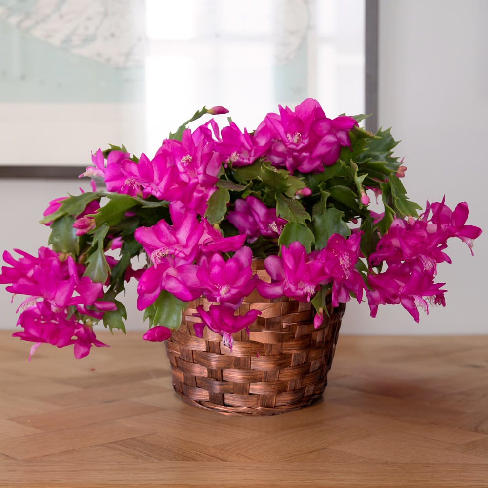 Holiday Cactus 'Pink Flame' in basket | White Flower Farm