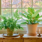 Foliage Plants