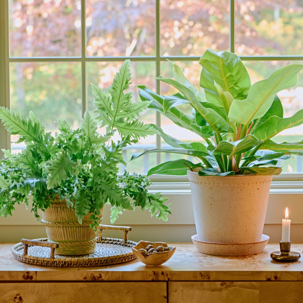 Foliage Houseplants | White Flower Farm, image size:1000x1000