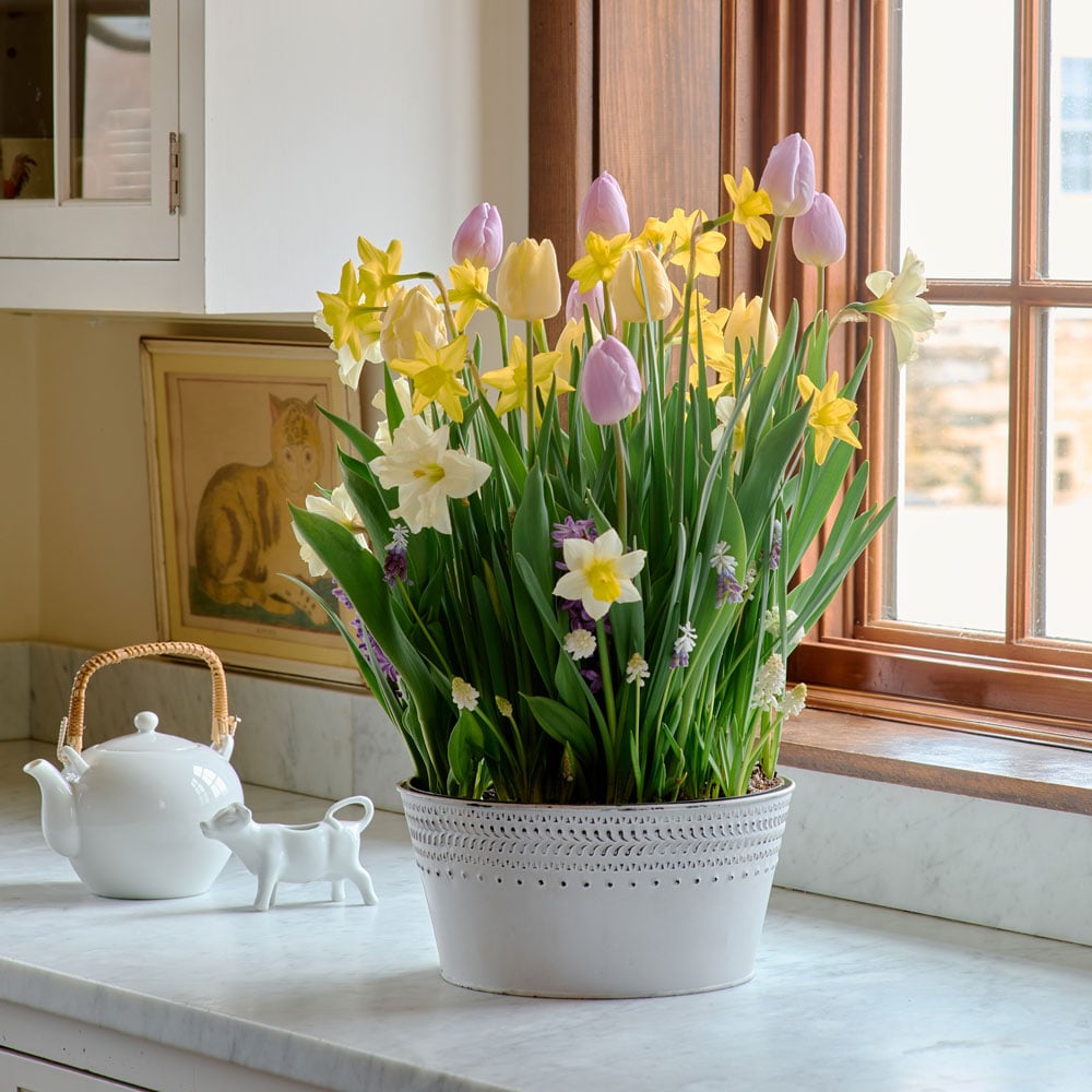 All Bulb Gardens