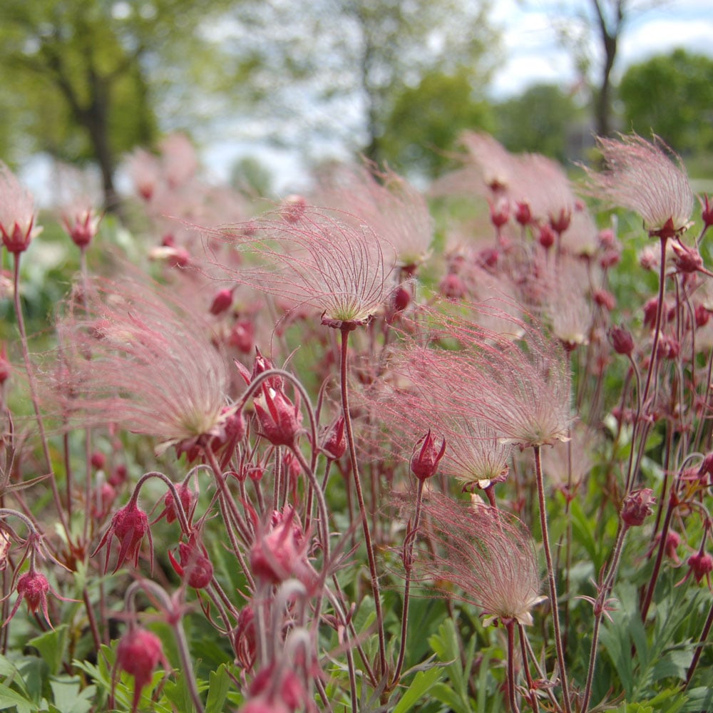 Geum triflorum