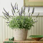  Lavender 'Goodwin Creek Grey' in natural jute basket