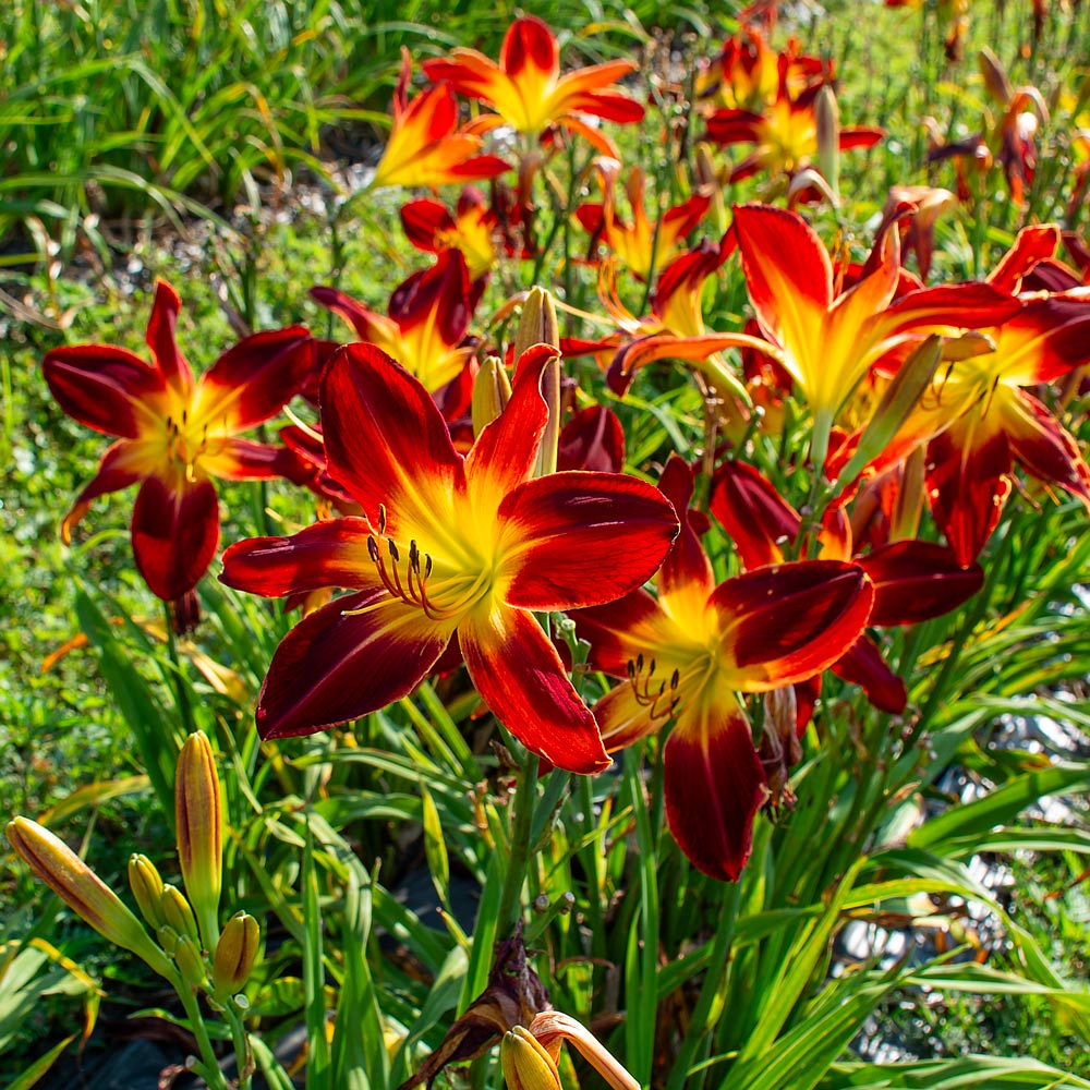 Hemerocallis Rainbow Rhythm 'Ruby Spider'