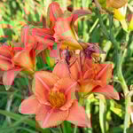  Hemerocallis (Daylily) 'South Seas' - Reblooming