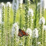 Liatris spicata 'Floristan White'