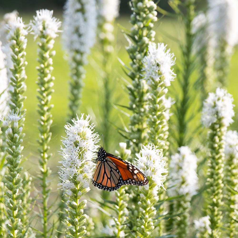 Liatris spicata 'Floristan White'