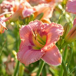  Hemerocallis 'Elegant Candy'