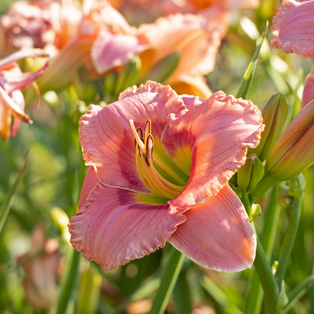 Hemerocallis 'Elegant Candy' | White Flower Farm
