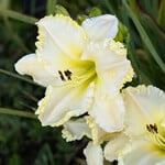  Hemerocallis 'Marque Moon'
