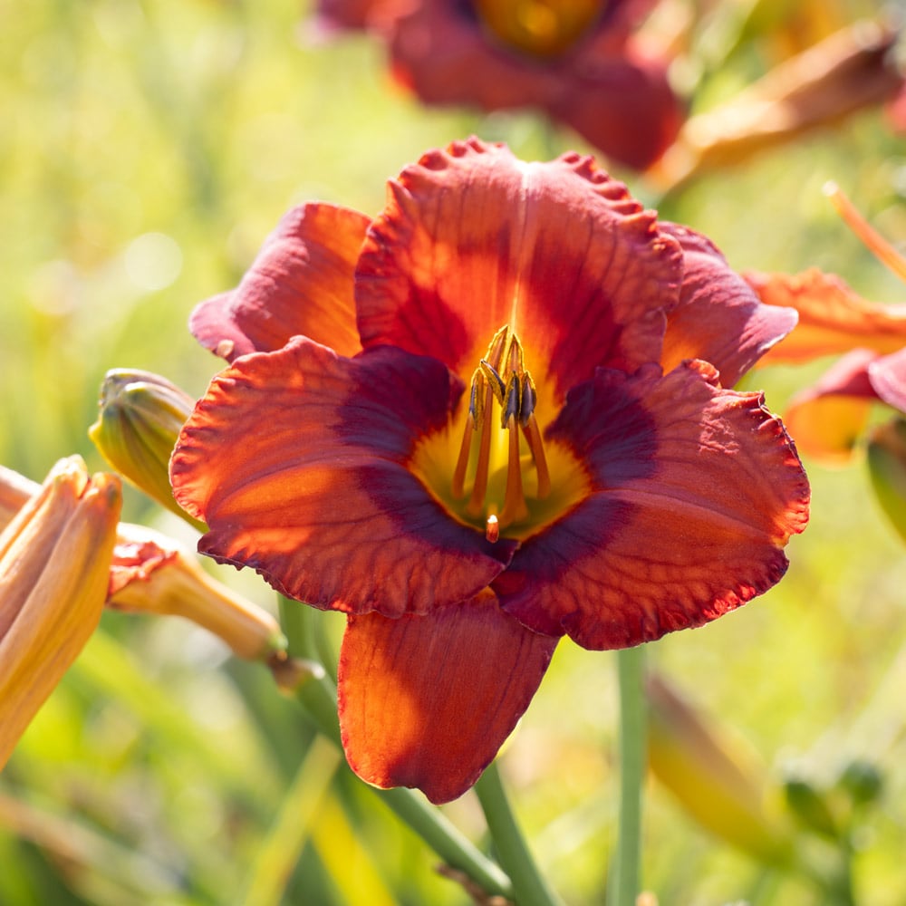 Hemerocallis (Daylily) 'Mighty Chestnut'