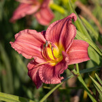  Hemerocallis 'Rosy Returns'