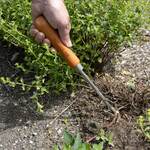  Sneeboer Precision Weeder