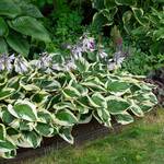  Hosta 'Patriot'