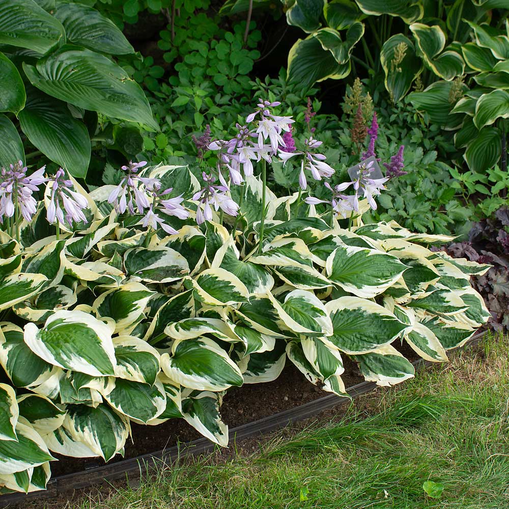 Hosta 'Patriot'