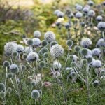  Echinops sphaerocephalus 'Arctic Glow'