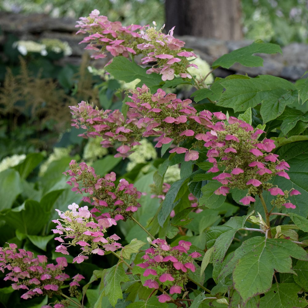 Hydrangea quercifolia Gatsby Pink®