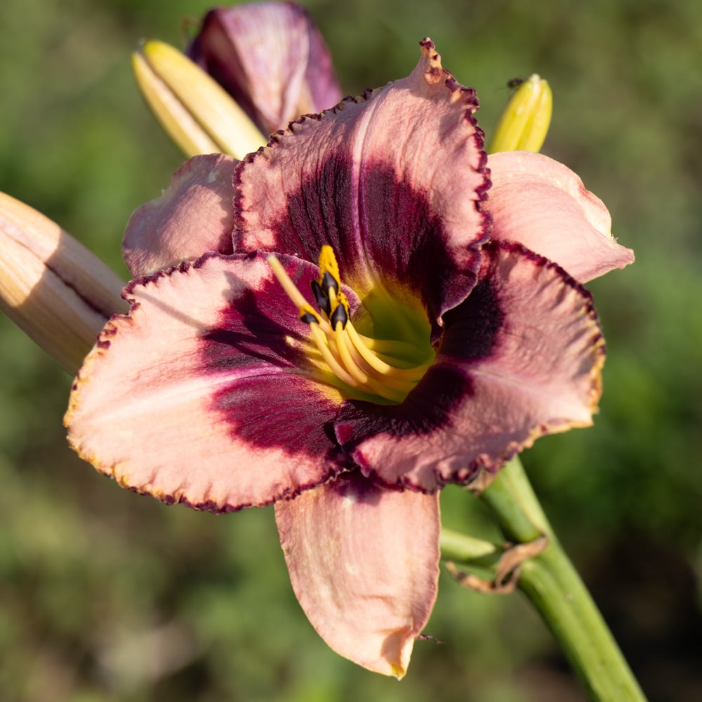 Hemerocallis 'Daring Deception'