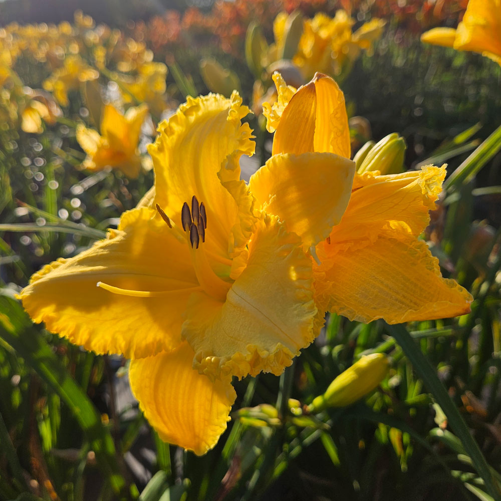 Hemerocallis 'Erin Lea' | White Flower Farm