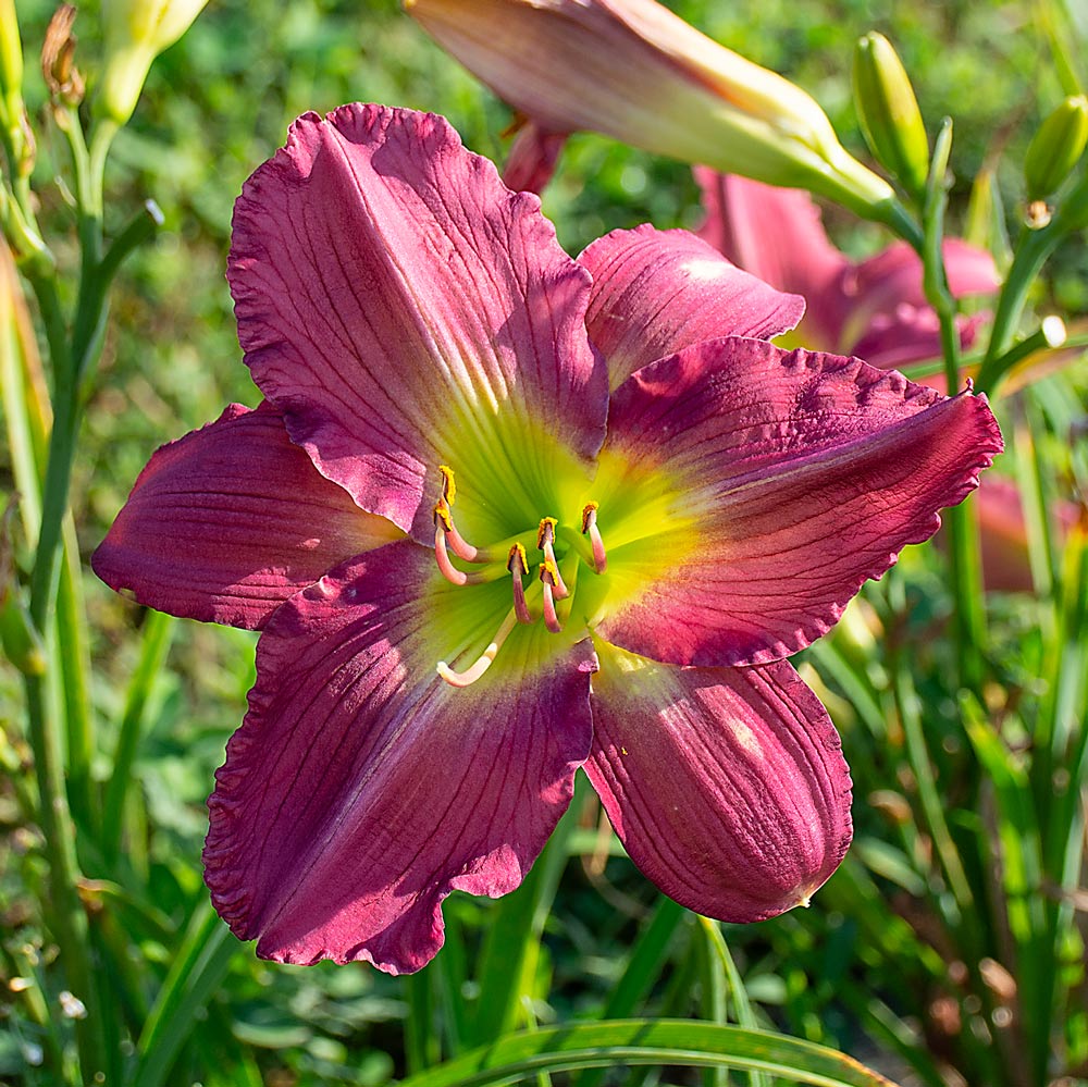 Hemerocallis 'Garden Show'
