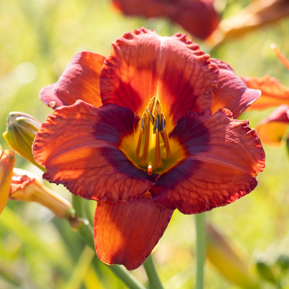 Hemerocallis 'Mighty Chestnut'