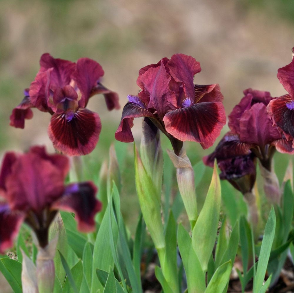 Iris germanica 'Cat's Eye'