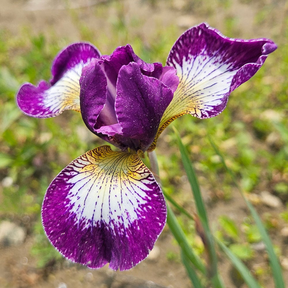 Iris sibirica 'Currier'