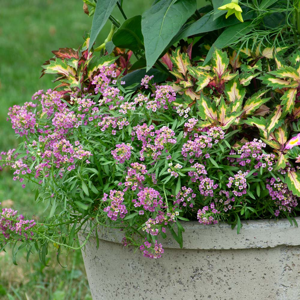 Lobularia Raspberry Stream (Sweet Alyssum), Size 10" By White Flower Farm