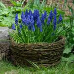  Muscari armeniacum, Ready-to-Bloom 