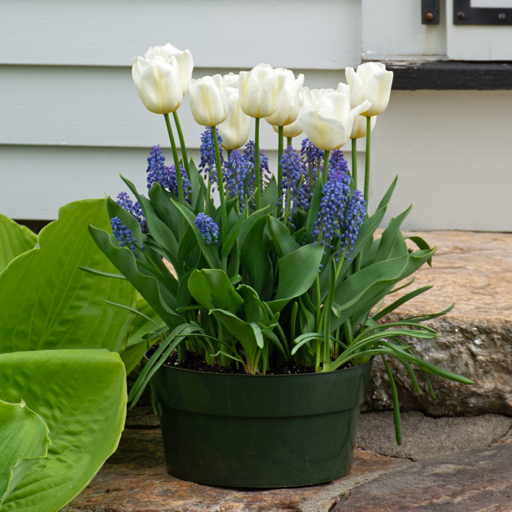 Tulip 'Calgary' and Muscari, Ready-to-Bloom 