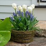  Tulip 'Calgary' and Muscari, Ready-to-Bloom 