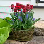  Tulip 'Seadov' and Muscari, Ready-to-Bloom 