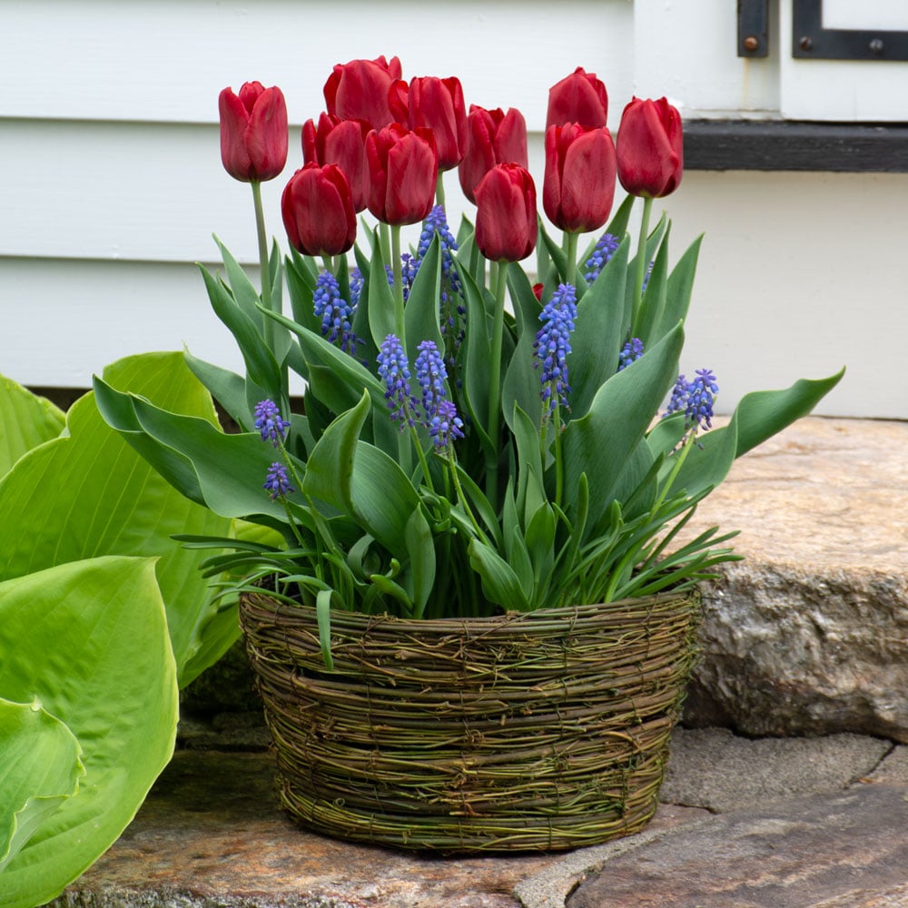 Tulip 'Seadov' and Muscari, Ready-to-Bloom 